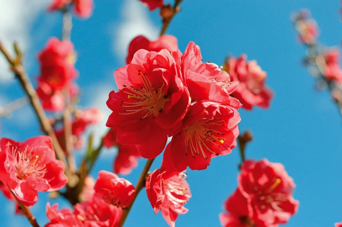 Perfumes con ingredientes naturales y sintéticos: flores
